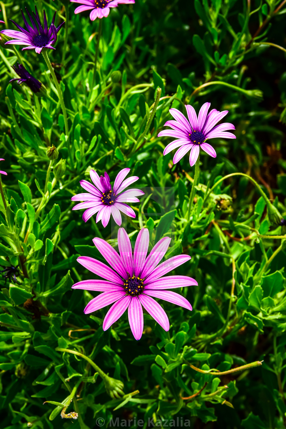 "purple African daisies full flower blooms on green plant" by Marie Kazalia - $15.16 "purple African daisies full flower blooms on green plant" stock image