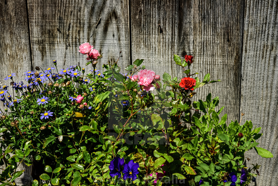 "green plants in flower box blooming red, pink, purple flowers" by Marie Kazalia - $15.16 "green plants in flower box blooming red, pink, purple flowers" stock image