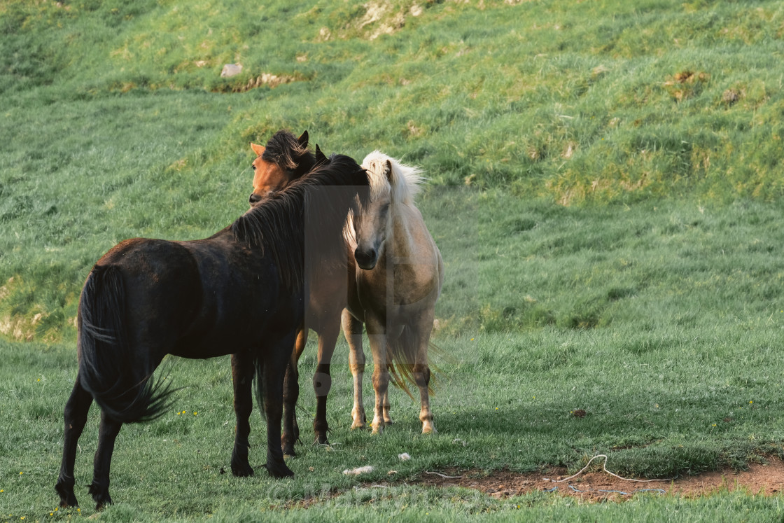 "Icelandic Horses" stock image