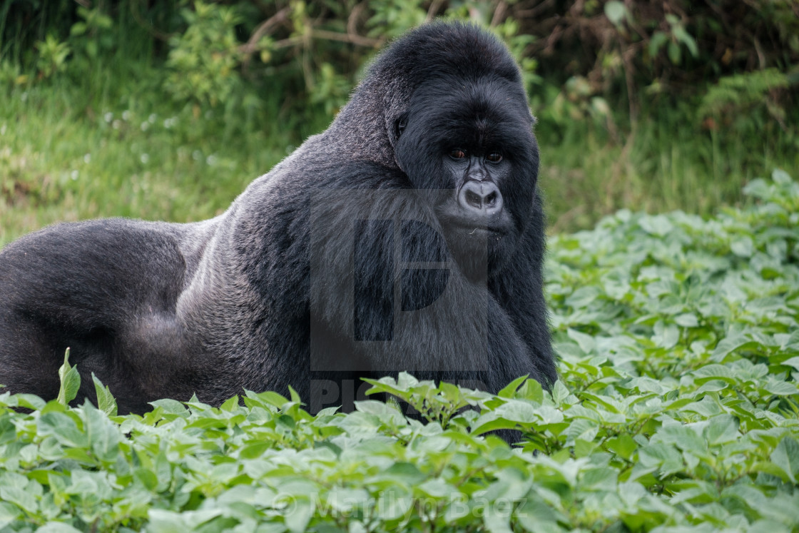 "Silverback" stock image