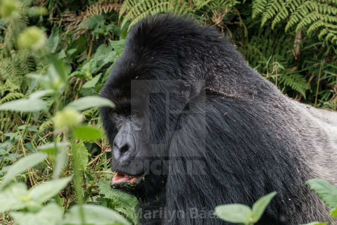 "Mountain gorilla" stock image