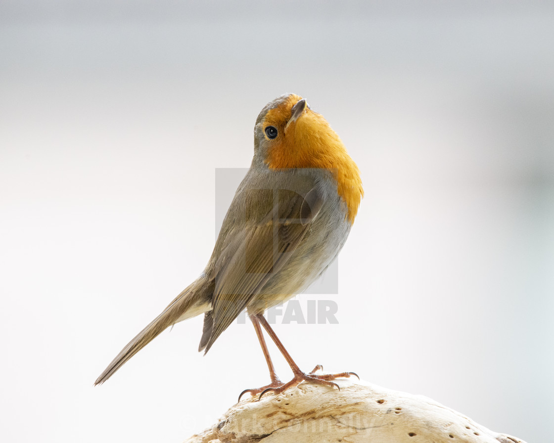 "Posing Robin" stock image