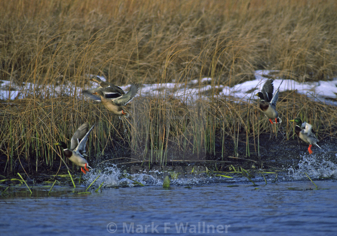 "Mallards fly up" stock image