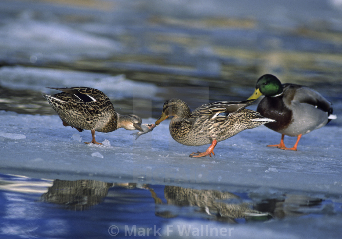 "Mallards tug over fish" stock image