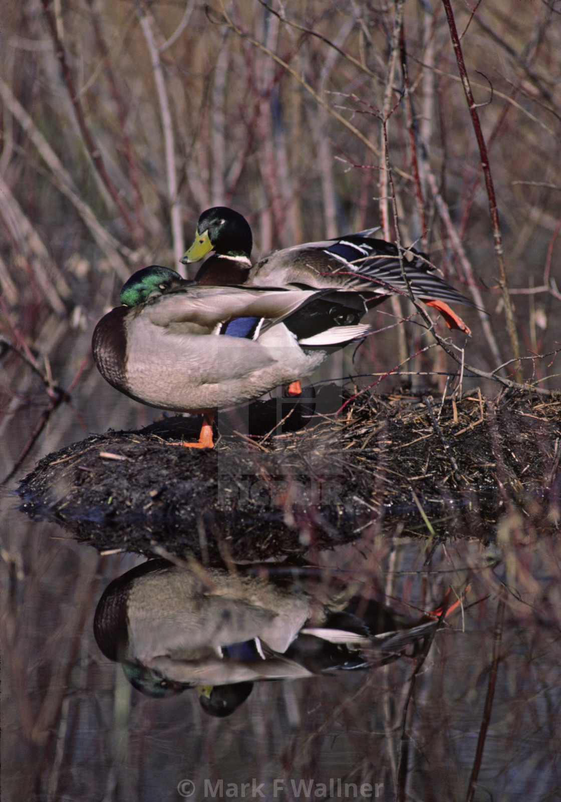 "Two Mallards rest" stock image