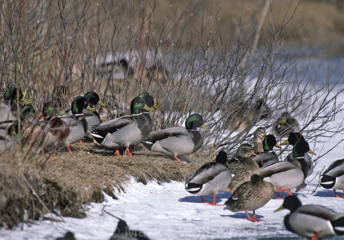 "Mallards at shore" stock image