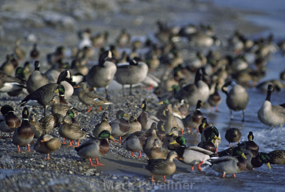 "Mallards & Geese, Lake Michigan" stock image