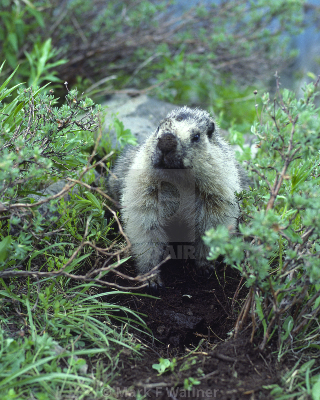 "Hoary Marmot pauses from digging" stock image