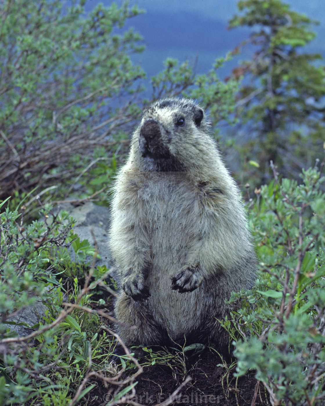 "Hoary Marmot pauses from digging" stock image