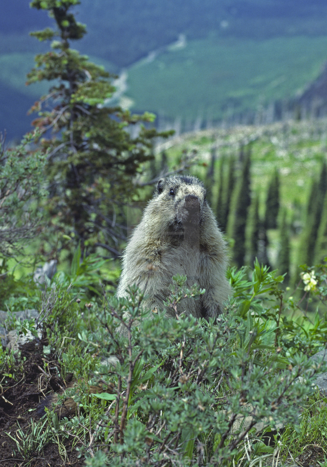 "Hoary Marmot pauses from digging" stock image