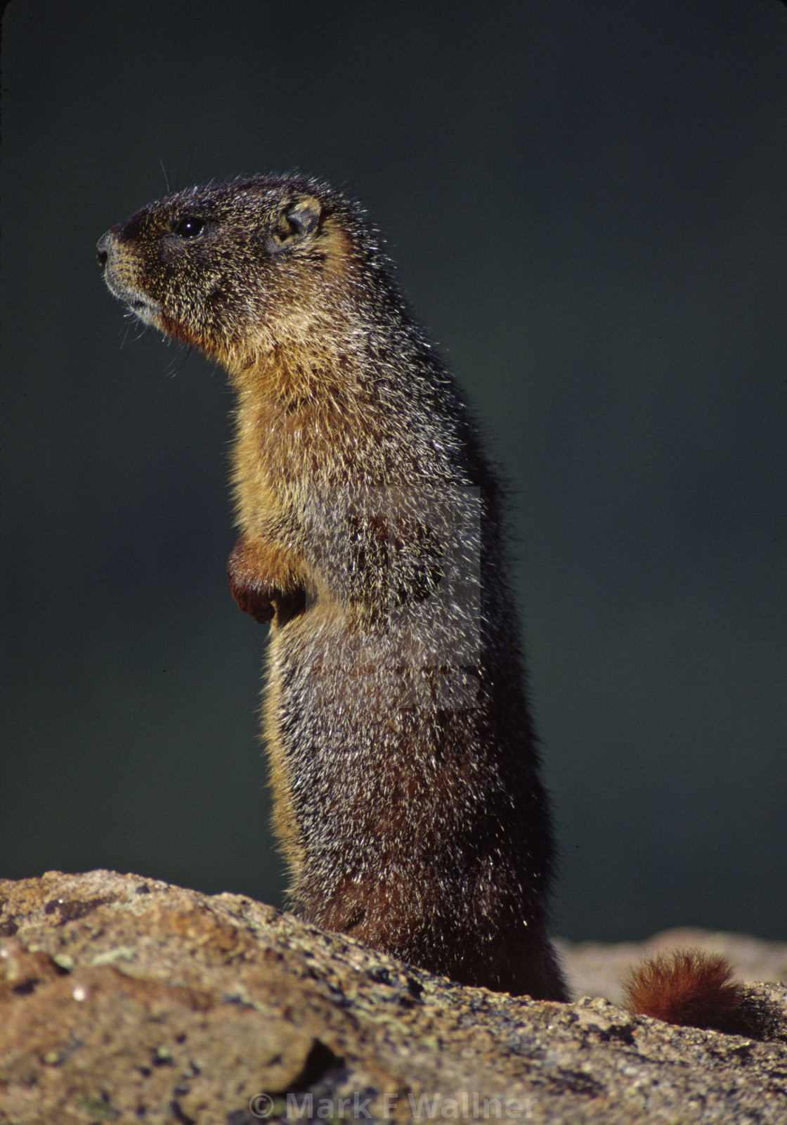 "Yellow-bellied Marmot on rock" stock image