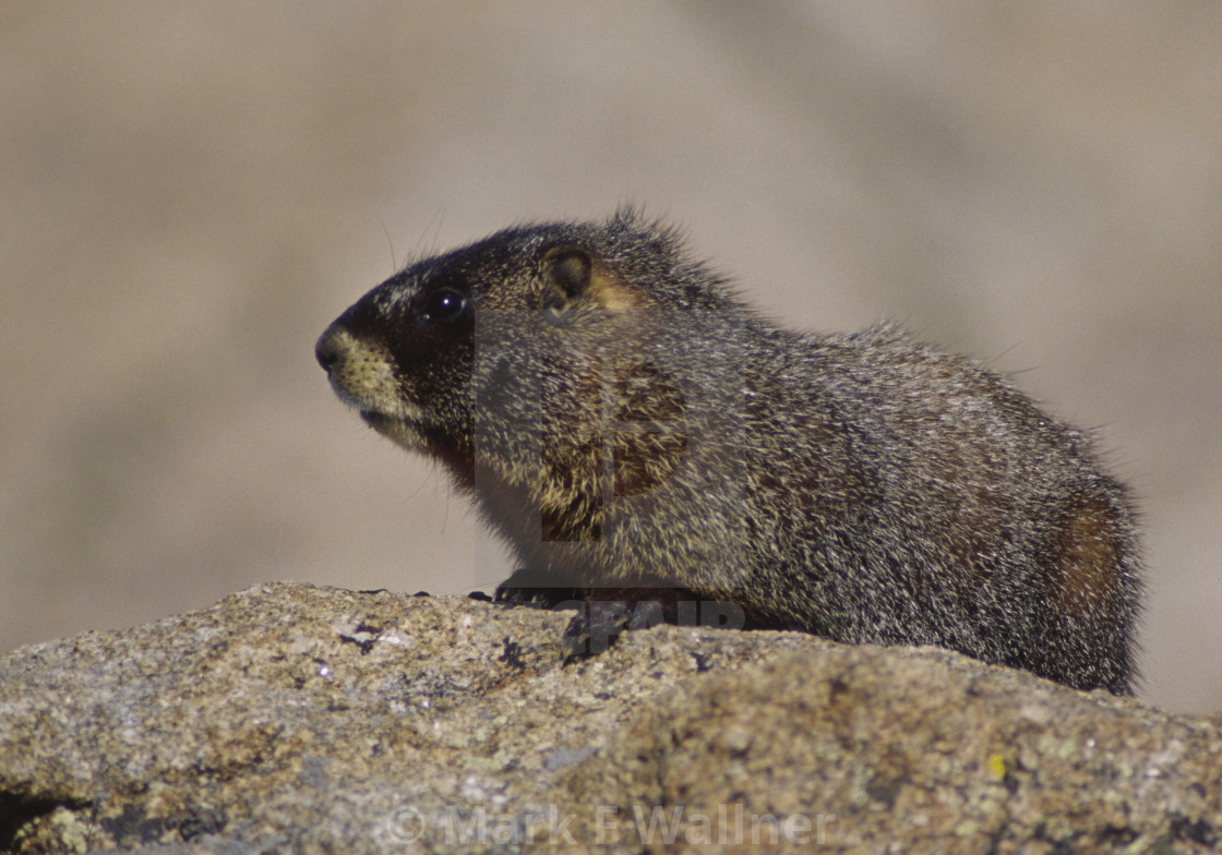 "Yellow-bellied Marmot on rock" stock image