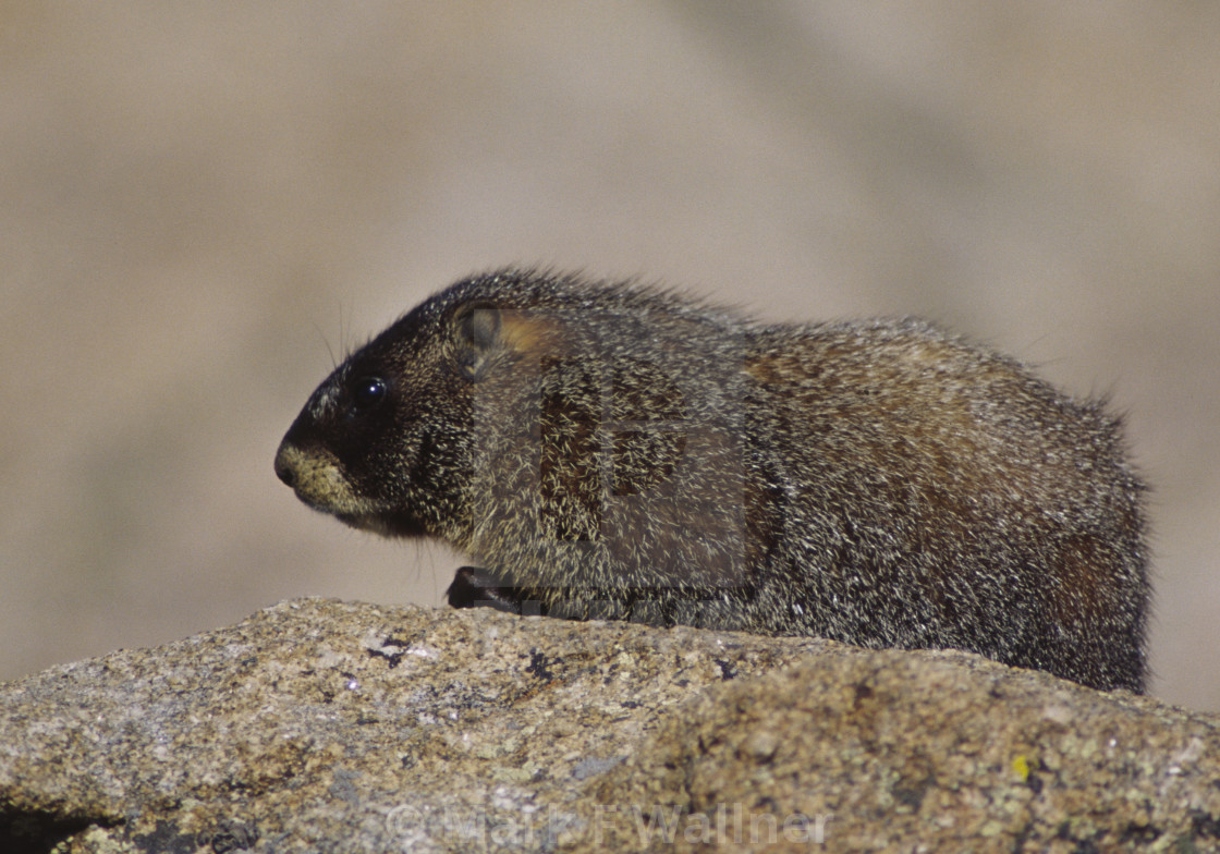 "Yellow-bellied Marmot on rock" stock image