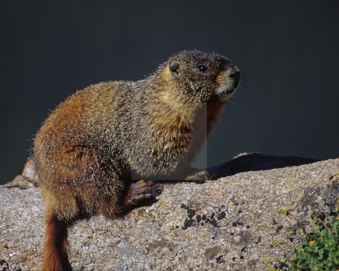 "Yellow-bellied Marmot on rock" stock image