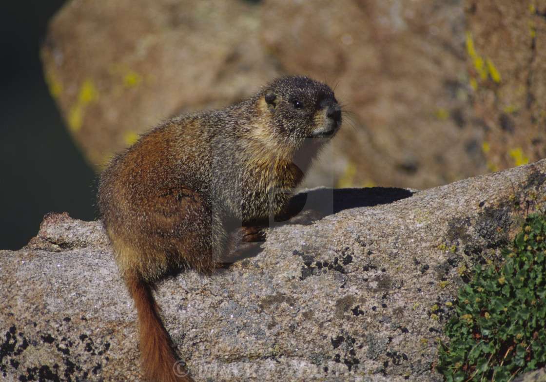 "Yellow-bellied Marmot on rock" stock image