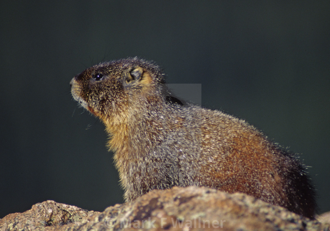 "Yellow-bellied Marmot on rock" stock image