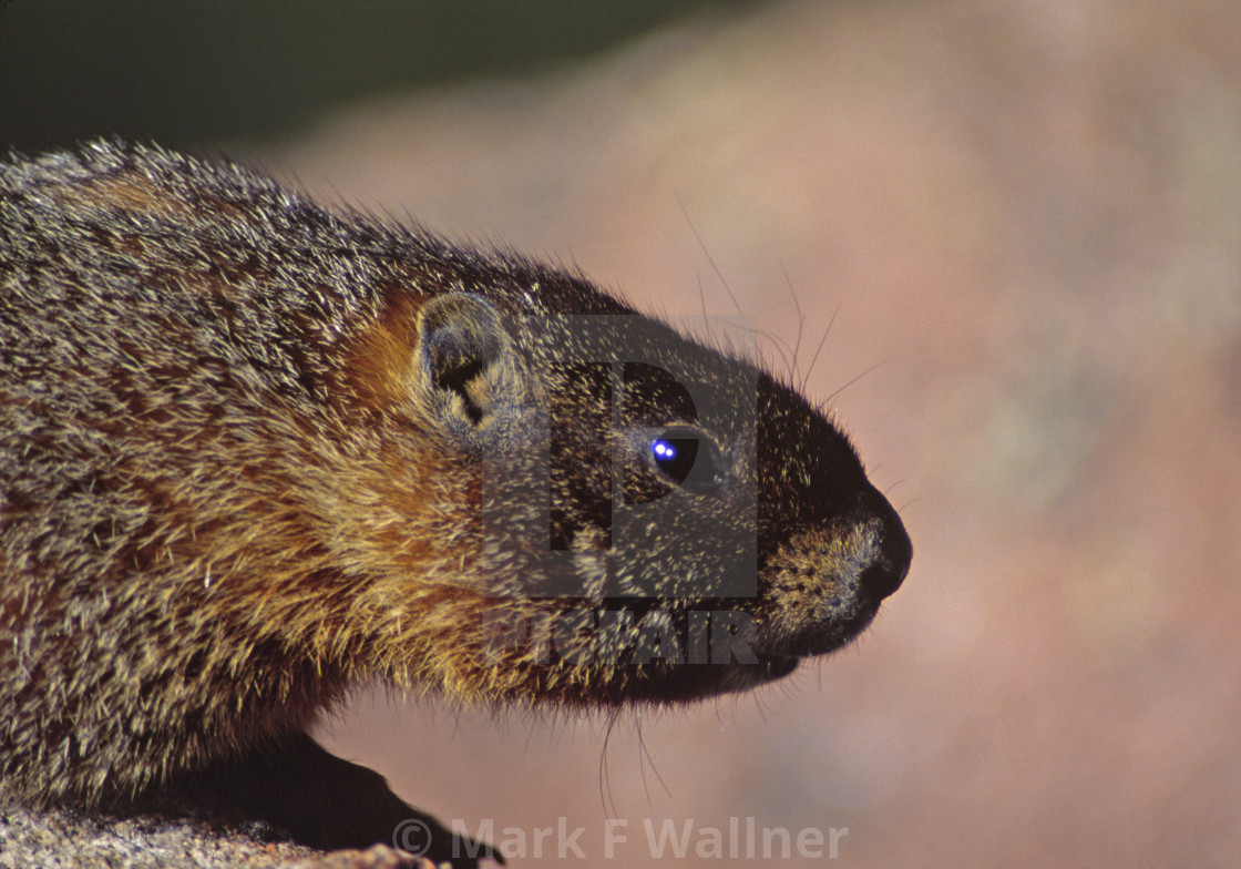 "Yellow-bellied Marmot on rock" stock image