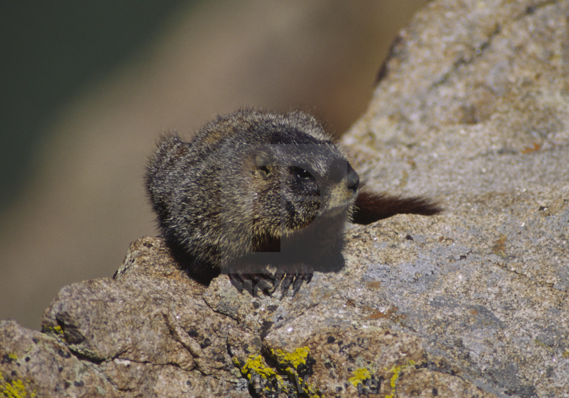 "Yellow-bellied Marmot on rock" stock image