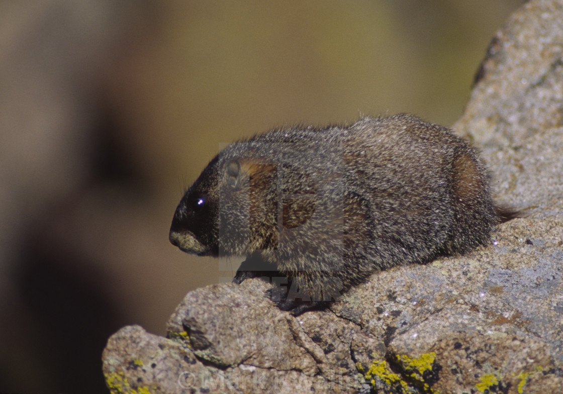 "Yellow-bellied Marmot on rock" stock image