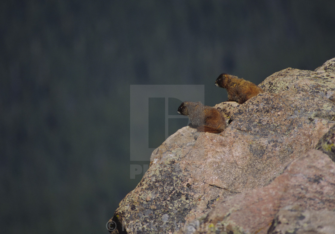 "Yellow-bellied Marmots on rock" stock image