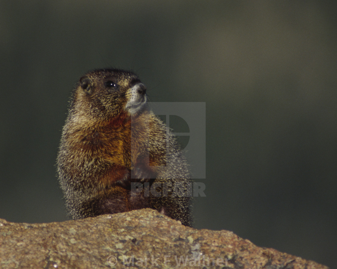 "Yellow-bellied Marmot on rock" stock image