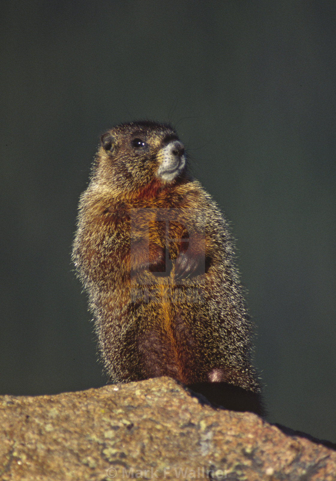 "Yellow-bellied Marmot on rock" stock image