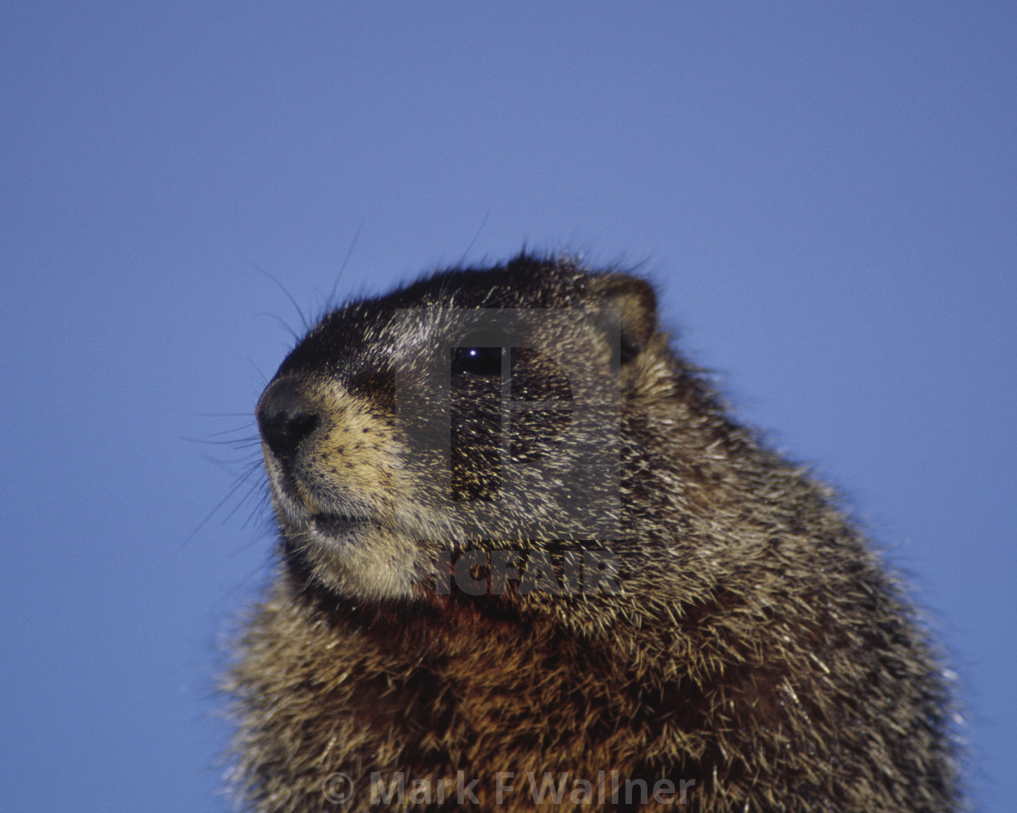 "Yellow-bellied Marmot close-up" stock image