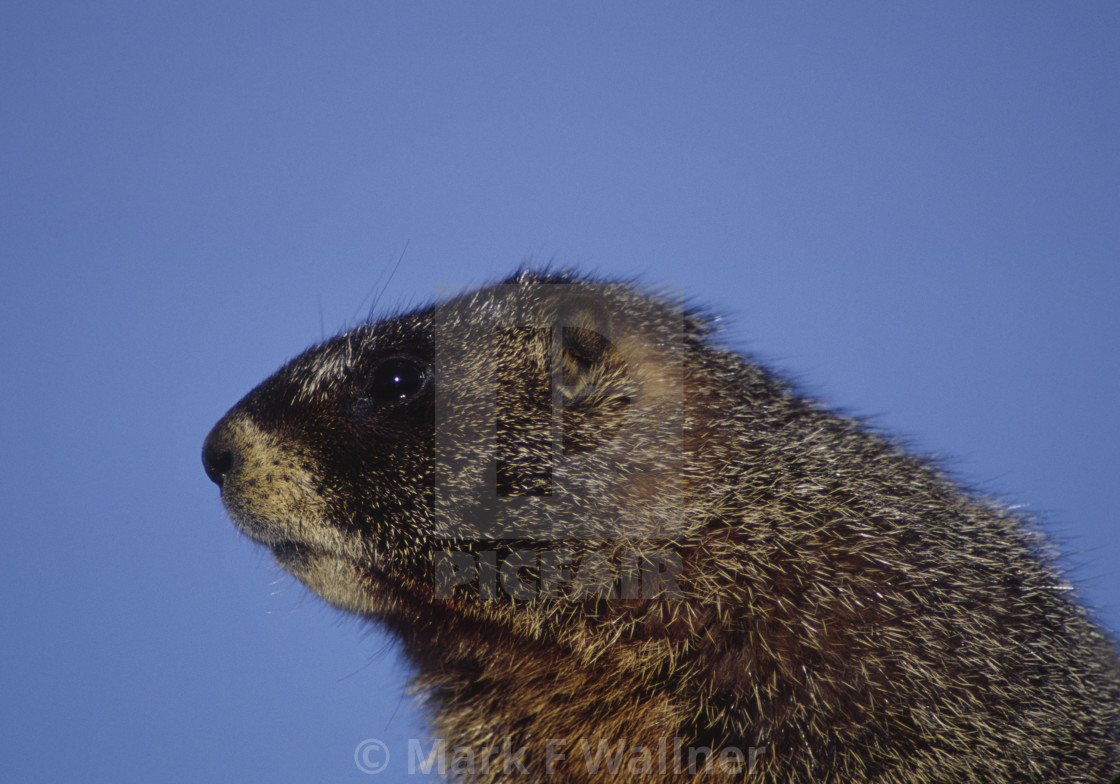 "Yellow-bellied Marmot close-up" stock image