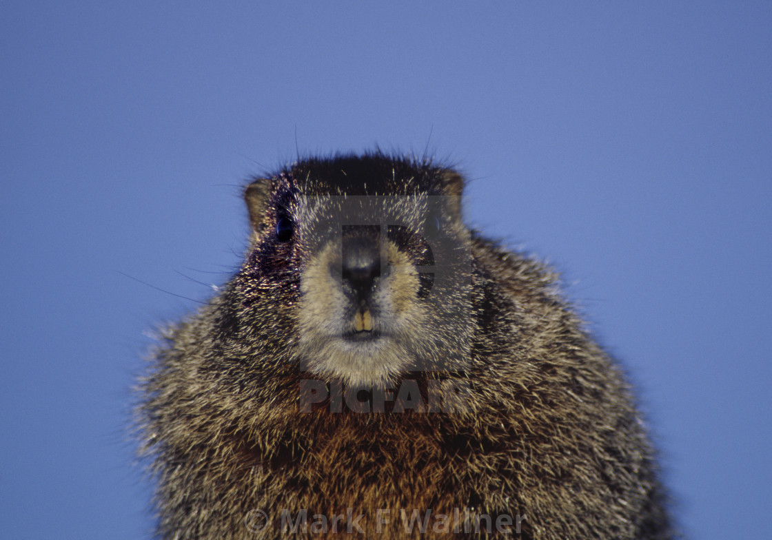 "Marmot looks ahead" stock image