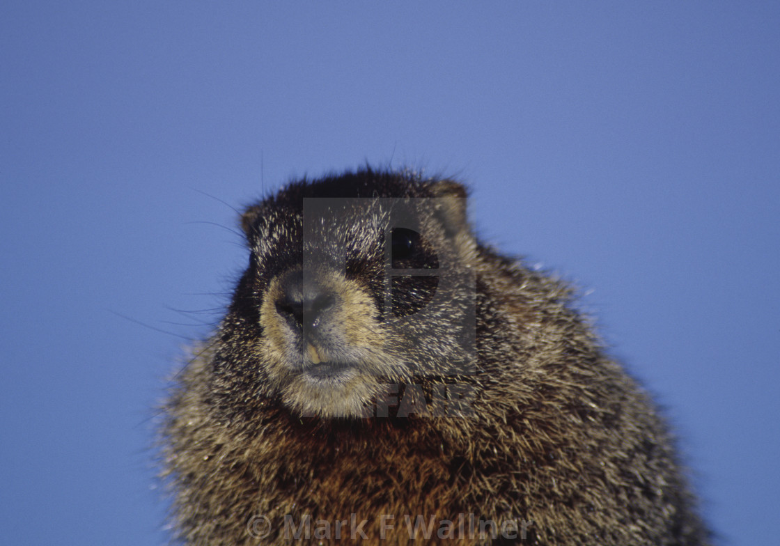 "Yellow-bellied Marmot close-up" stock image