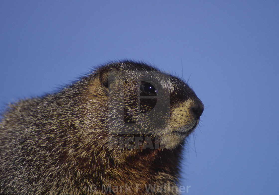 "Yellow-bellied Marmot close-up" stock image