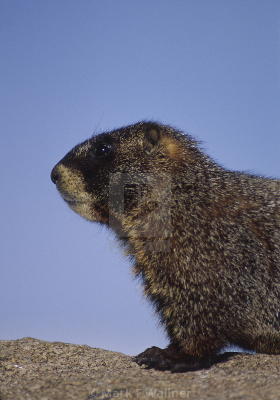 "Yellow-bellied Marmot on rock" stock image