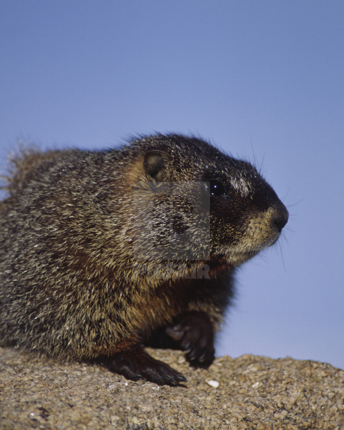 "Yellow-bellied Marmot on rock" stock image