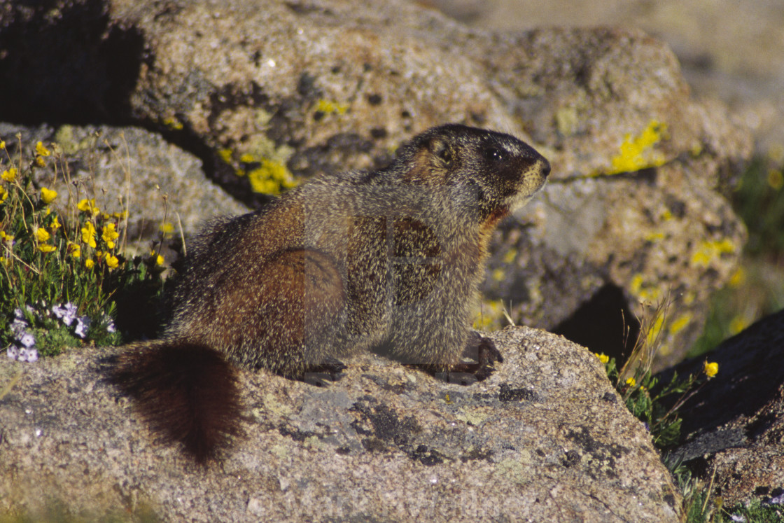 "Yellow-bellied Marmot on rock" stock image