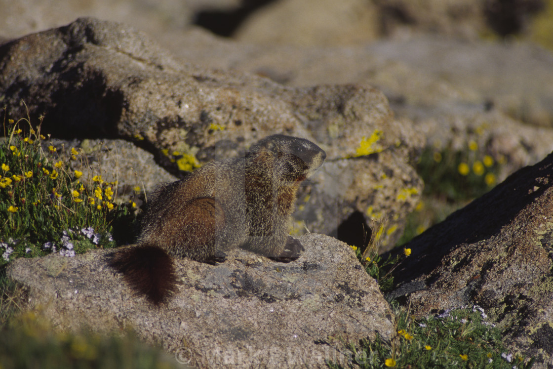 "Yellow-bellied Marmot on rock" stock image