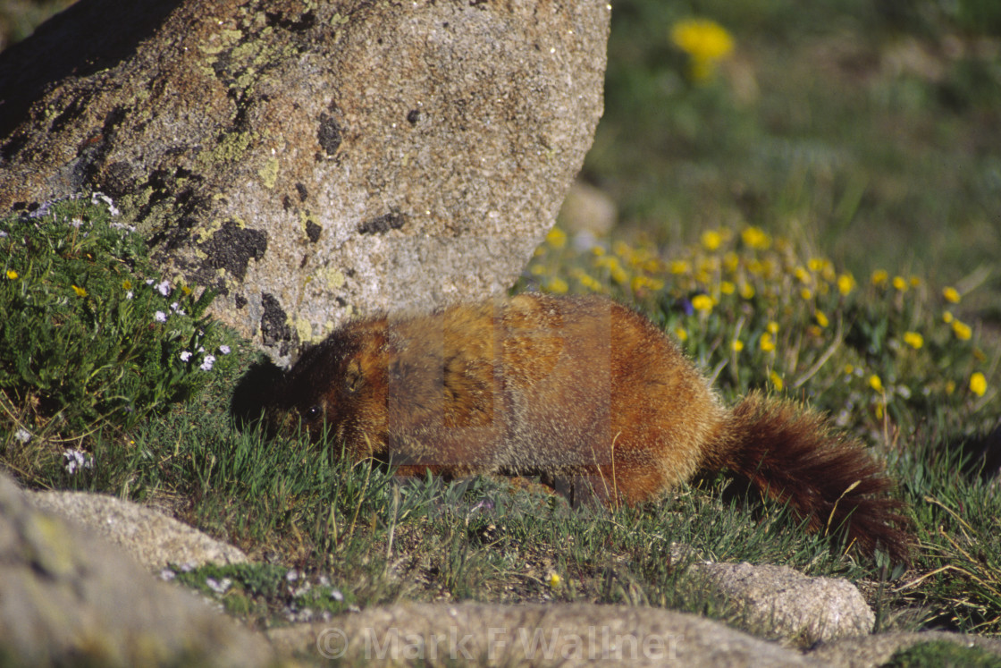 "Yellow-bellied Marmot pokes around" stock image