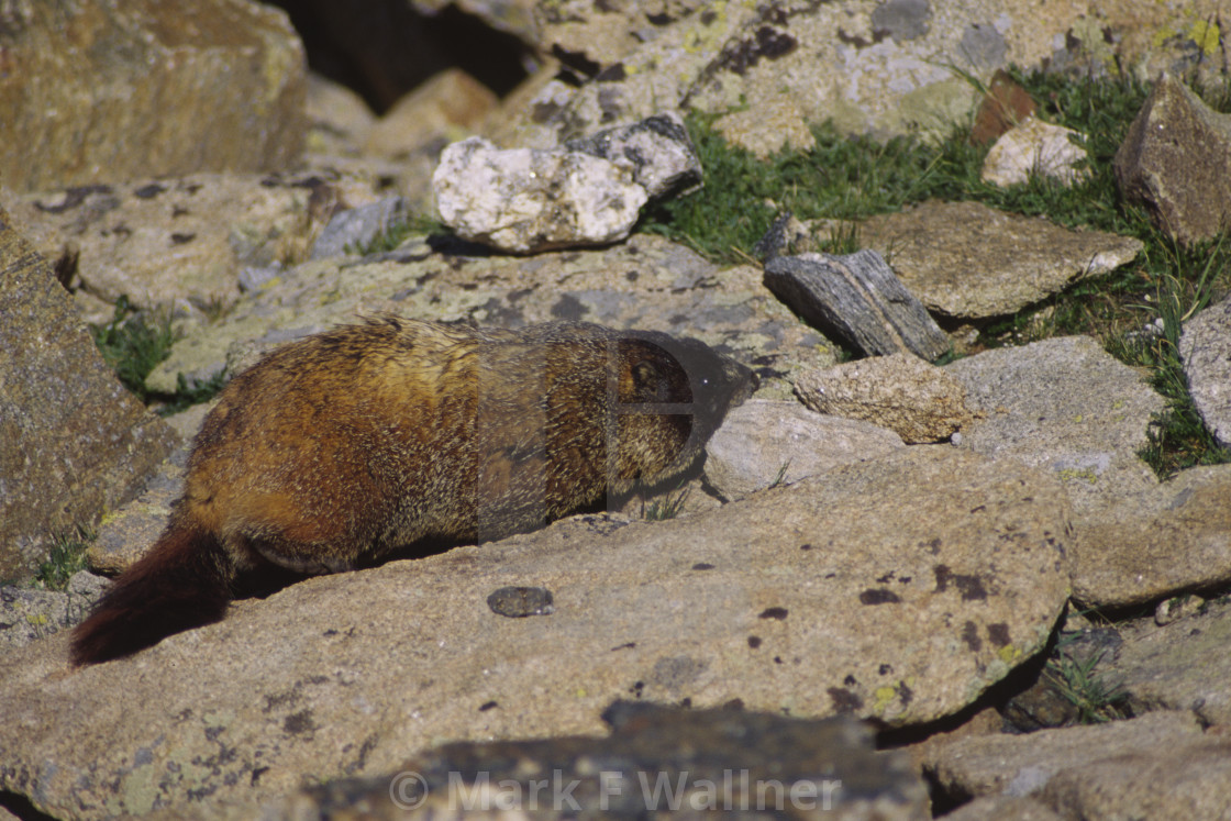 "Yellow-bellied Marmot on ground" stock image