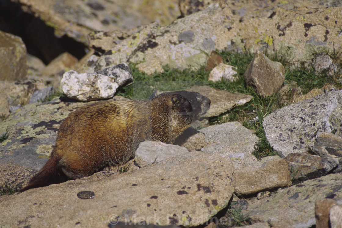 "Yellow-bellied Marmot on ground" stock image