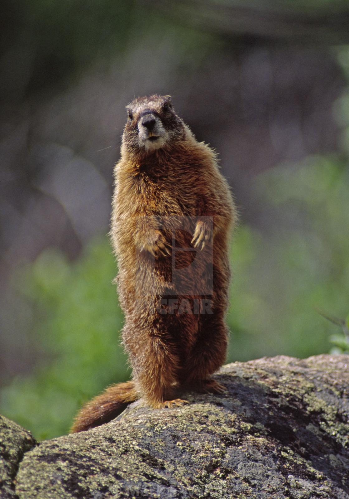 "Yellow-bellied Marmot on rock" stock image