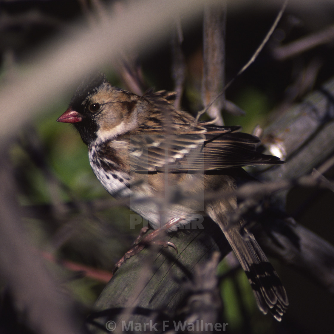 "Harris' Sparrow in the brush" stock image