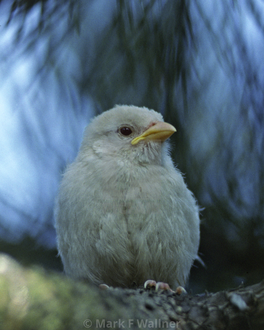 "Albino House Sparrow" stock image