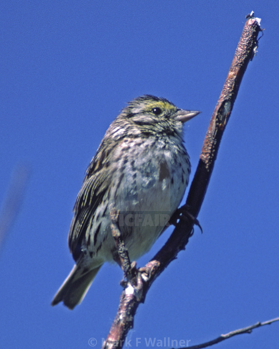 "Savannah Sparrow" stock image