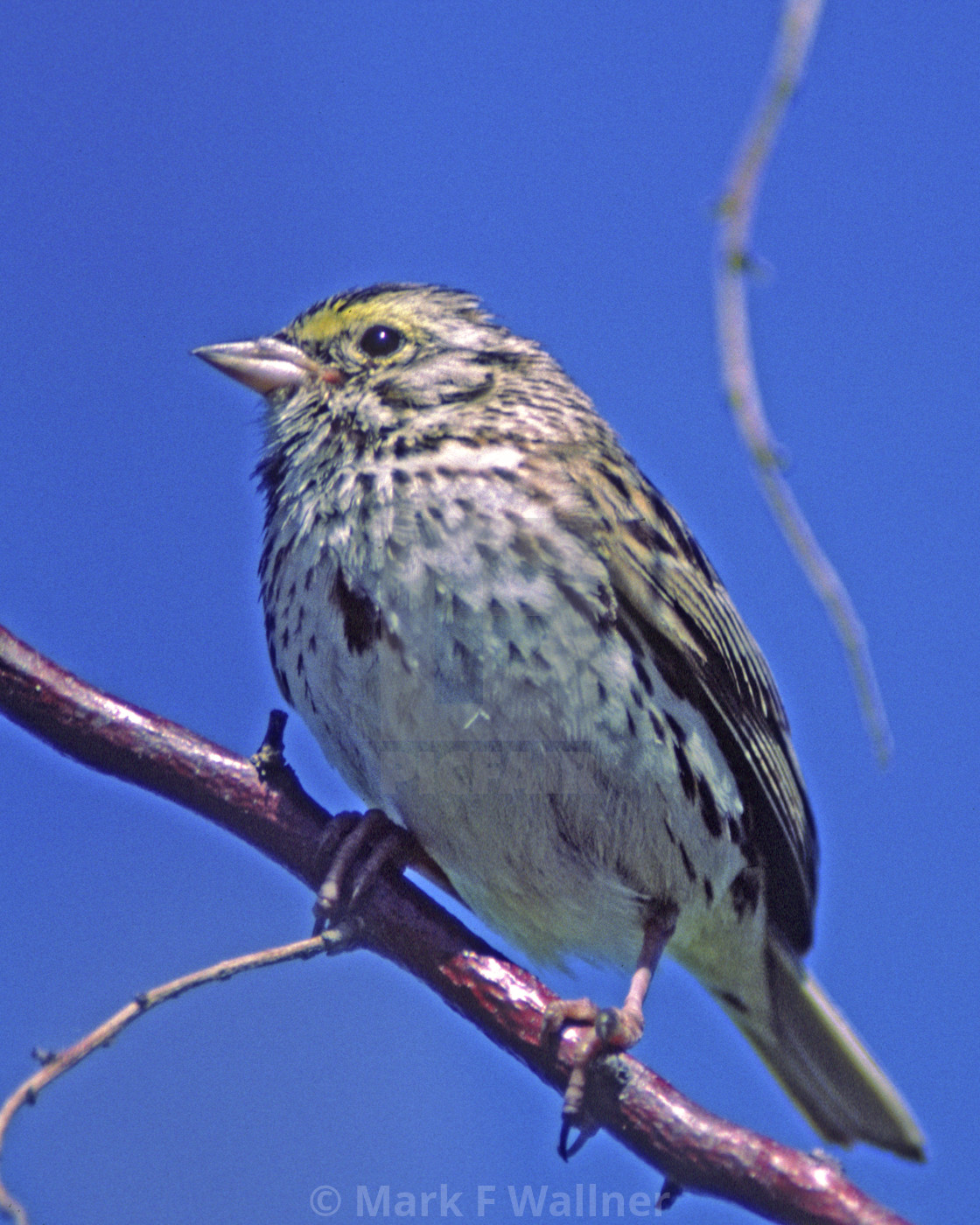 "Savannah Sparrow" stock image