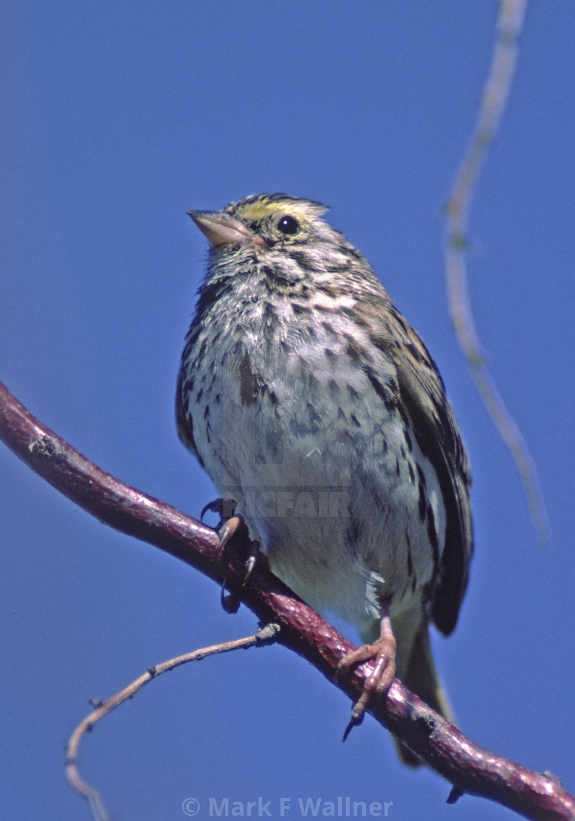 "Savannah Sparrow" stock image