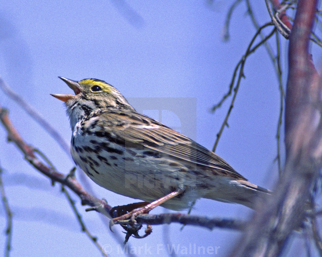 "Savannah Sparrow sings" stock image