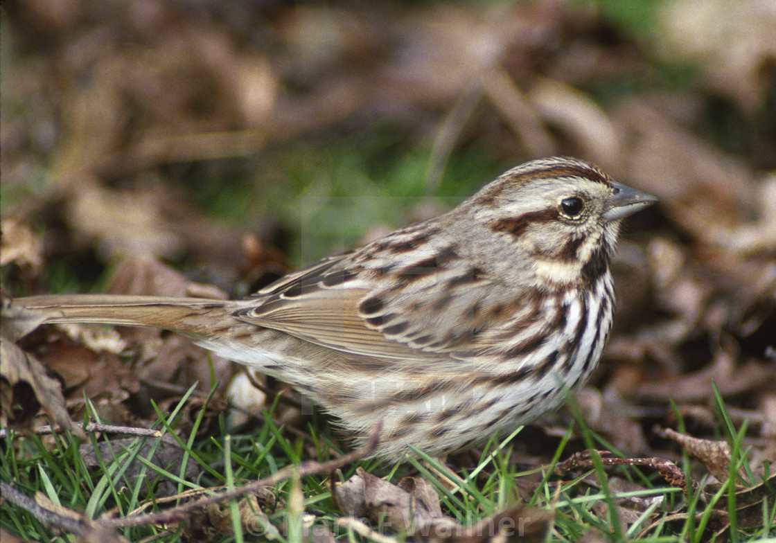 "Song Sparrow on ground" stock image