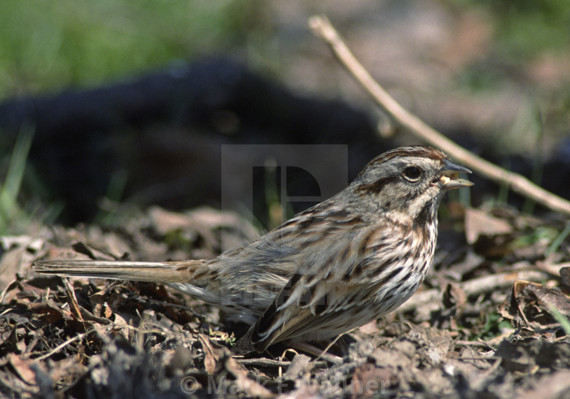 "Song Sparrow on ground" stock image