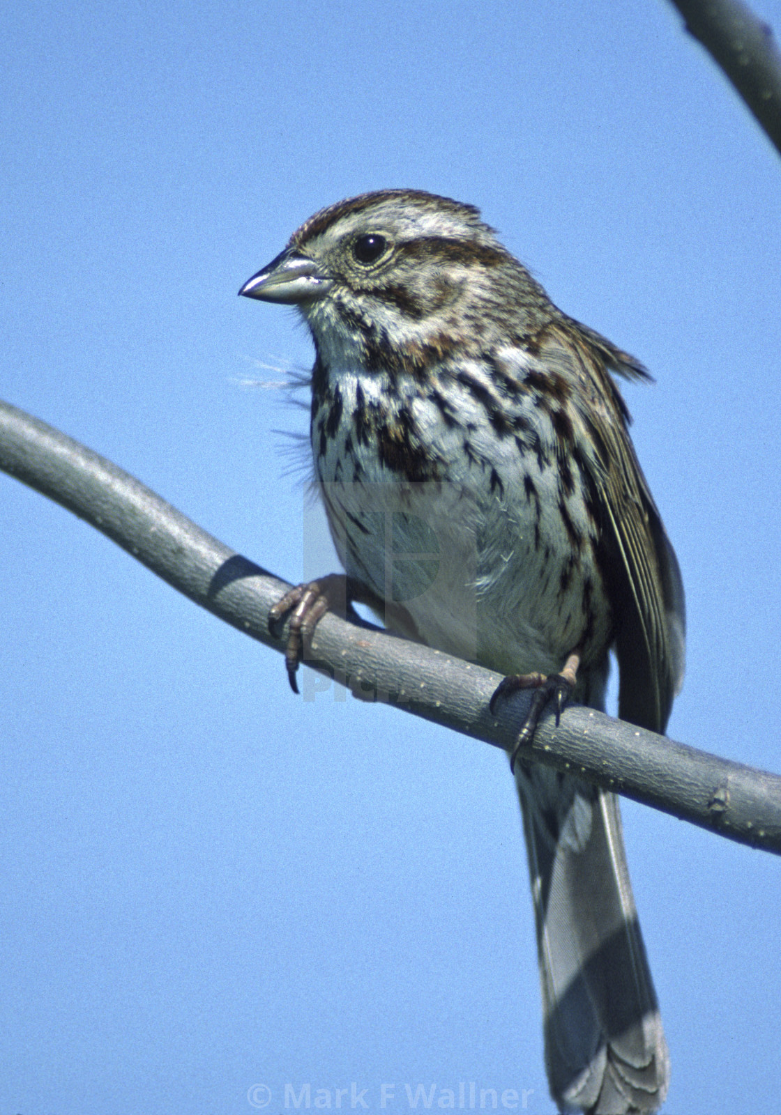 "Song Sparrow" stock image