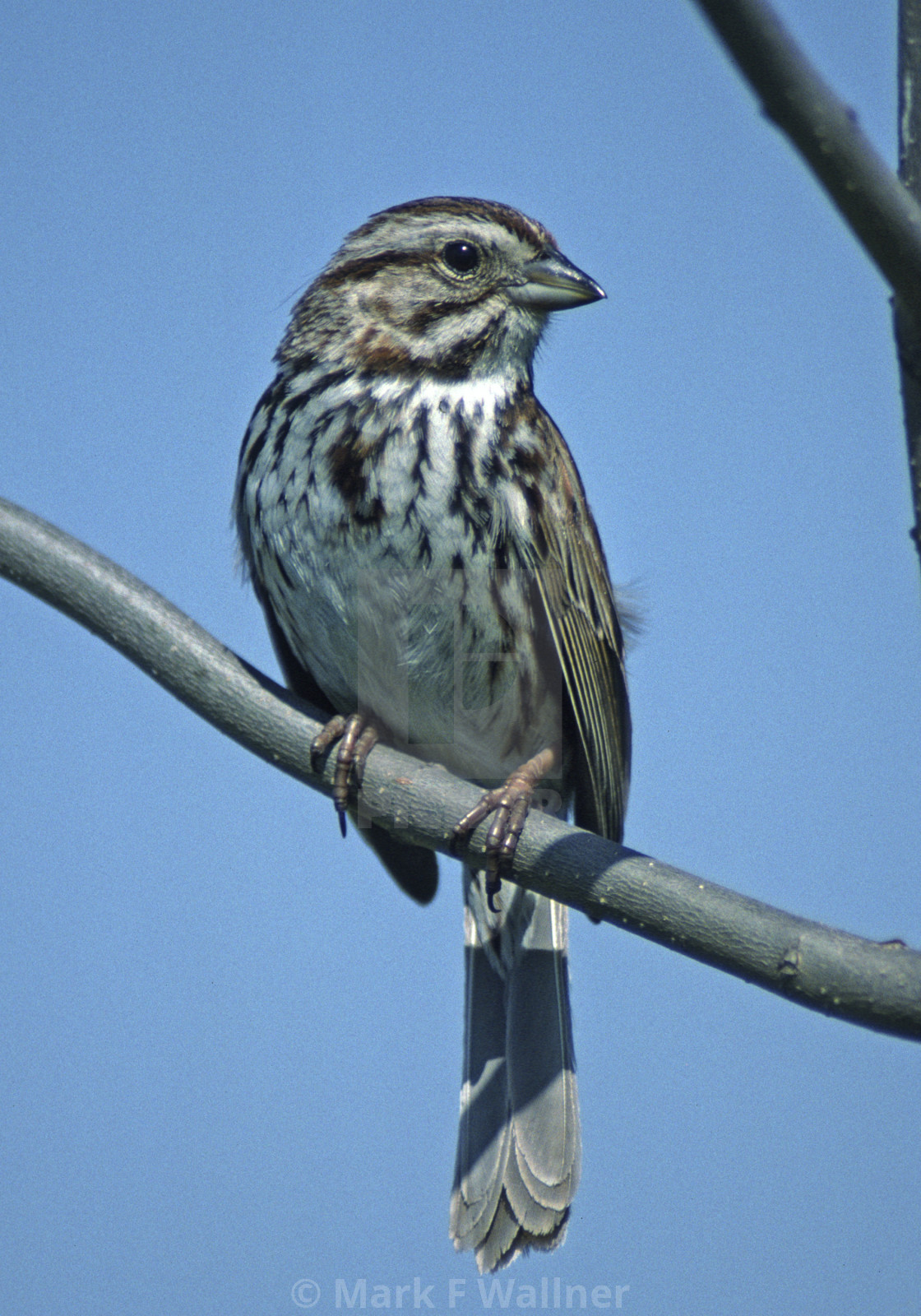 "Song Sparrow" stock image