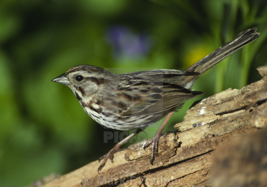 "Song Sparrow on log" stock image